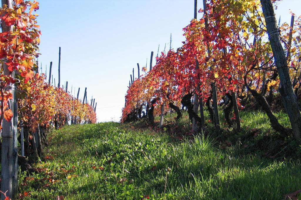 Cascina Rocca Agriturismo B&B Ла-Морра Екстер'єр фото